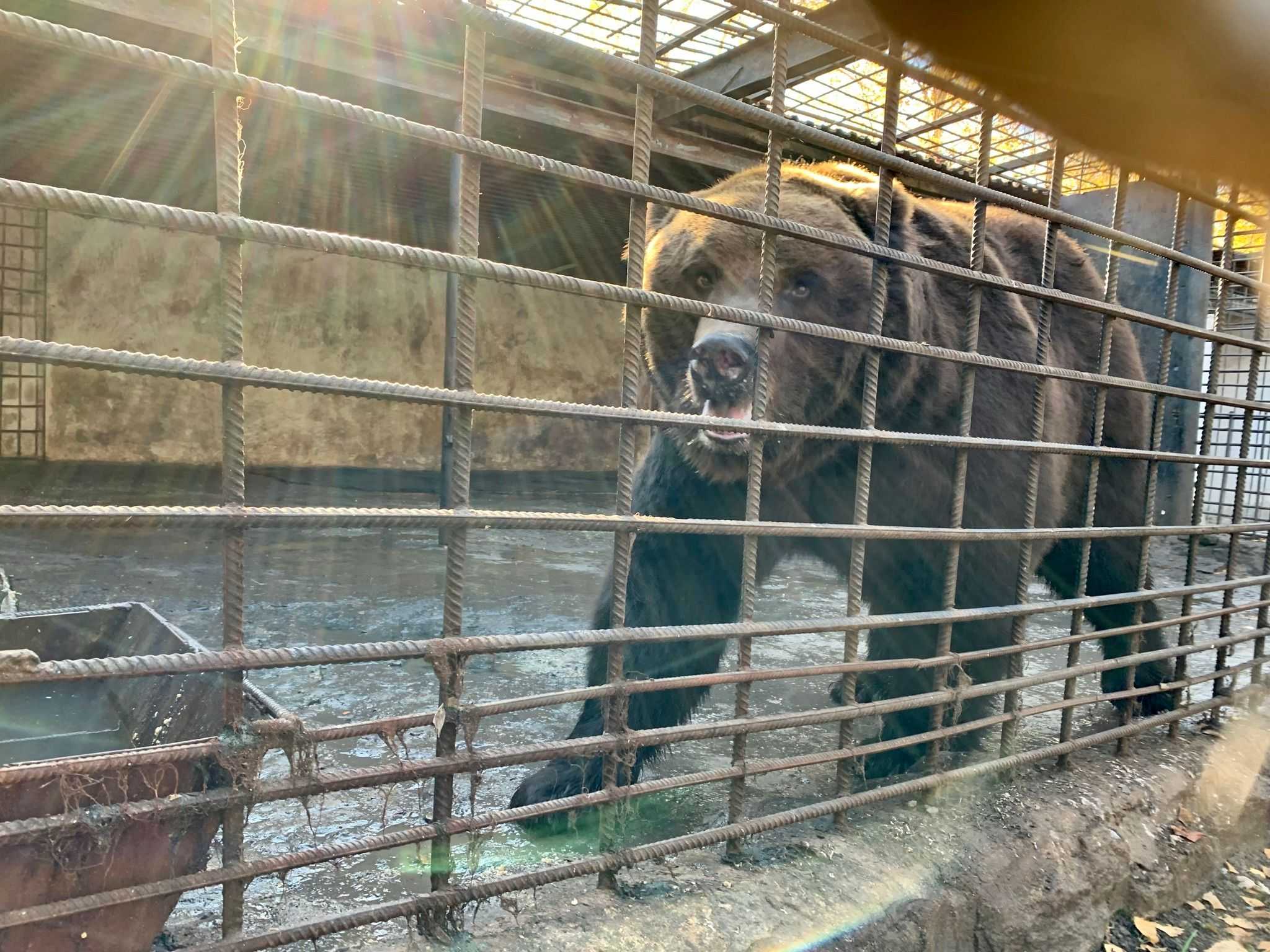 bears stories image